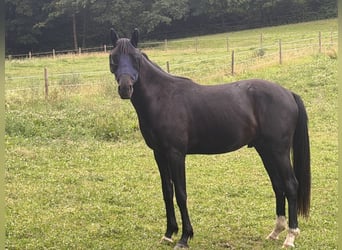 Oldenburger, Wallach, 3 Jahre, 163 cm, Rappe