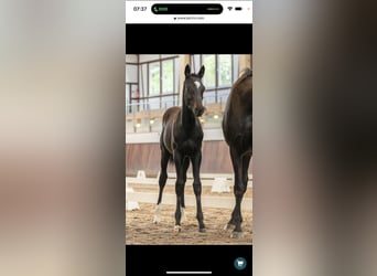 Oldenburger, Wallach, 3 Jahre, 163 cm, Rappe