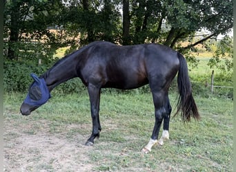 Oldenburger, Wallach, 3 Jahre, 163 cm, Rappe