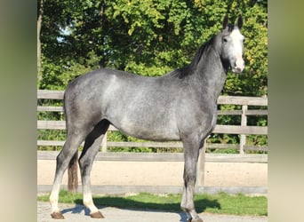 Oldenburger, Wallach, 3 Jahre, 163 cm, Schimmel