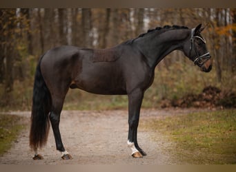 Oldenburger, Wallach, 3 Jahre, 163 cm, Schwarzbrauner