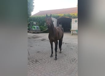 Oldenburger, Wallach, 3 Jahre, 164 cm, Brauner