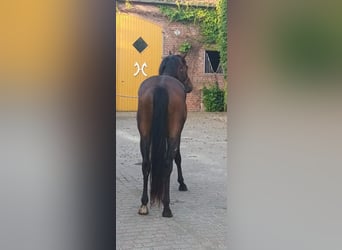 Oldenburger, Wallach, 3 Jahre, 164 cm, Brauner