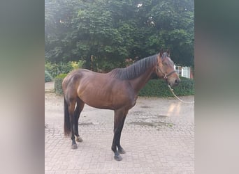 Oldenburger, Wallach, 3 Jahre, 164 cm, Brauner