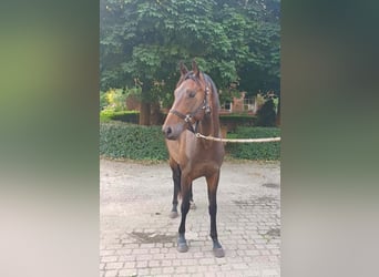 Oldenburger, Wallach, 3 Jahre, 164 cm, Brauner