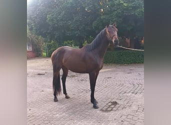 Oldenburger, Wallach, 3 Jahre, 164 cm, Brauner