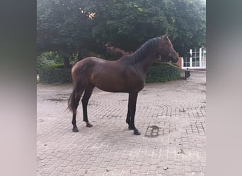 Oldenburger, Wallach, 3 Jahre, 164 cm, Brauner