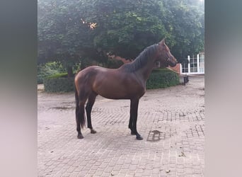 Oldenburger, Wallach, 3 Jahre, 164 cm, Brauner