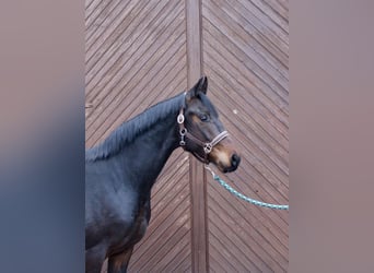 Oldenburger, Wallach, 3 Jahre, 164 cm, Dunkelbrauner