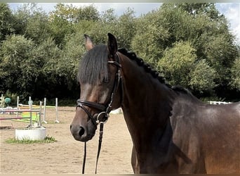 Oldenburger, Wallach, 3 Jahre, 164 cm, Dunkelbrauner