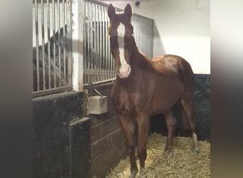 Oldenburger, Wallach, 3 Jahre, 164 cm, Dunkelfuchs