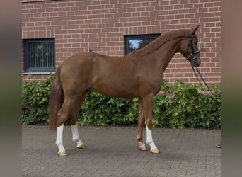 Oldenburger, Wallach, 3 Jahre, 164 cm, Fuchs