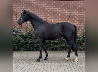 Oldenburger, Wallach, 3 Jahre, 164 cm, Rappe