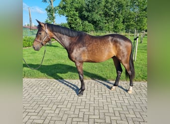 Oldenburger, Wallach, 3 Jahre, 164 cm, Schwarzbrauner