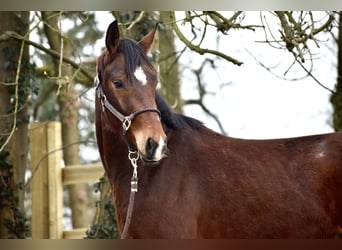 Oldenburger, Wallach, 3 Jahre, 165 cm, Brauner