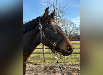 Oldenburger, Wallach, 3 Jahre, 165 cm, Dunkelbrauner