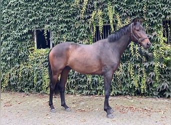 Oldenburger, Wallach, 3 Jahre, 165 cm, Dunkelbrauner