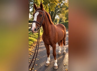 Oldenburger, Wallach, 3 Jahre, 165 cm, Dunkelfuchs