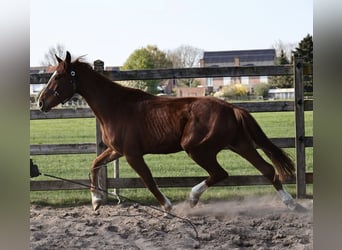 Oldenburger, Wallach, 3 Jahre, 165 cm, Dunkelfuchs