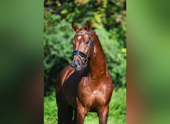 Oldenburger, Wallach, 3 Jahre, 165 cm, Dunkelfuchs