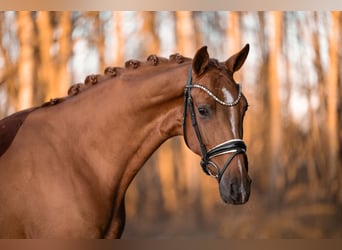 Oldenburger, Wallach, 3 Jahre, 165 cm, Fuchs