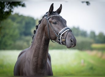Oldenburger, Wallach, 3 Jahre, 165 cm, Rappe