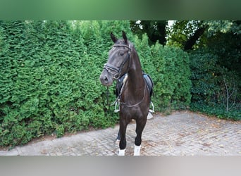 Oldenburger, Wallach, 3 Jahre, 165 cm, Rappe