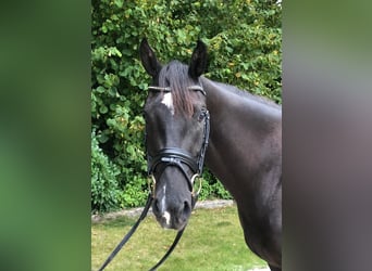 Oldenburger, Wallach, 3 Jahre, 165 cm, Rappe