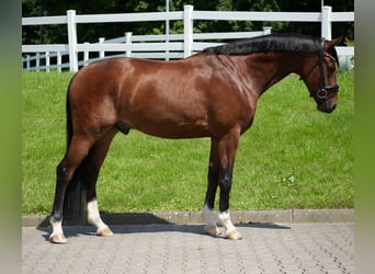 Oldenburger, Wallach, 3 Jahre, 166 cm, Brauner
