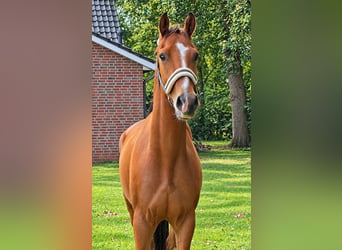 Oldenburger, Wallach, 3 Jahre, 166 cm, Brauner
