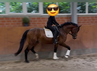 Oldenburger, Wallach, 3 Jahre, 166 cm, Brauner