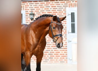 Oldenburger, Wallach, 3 Jahre, 166 cm, Brauner