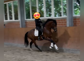 Oldenburger, Wallach, 3 Jahre, 166 cm, Brauner