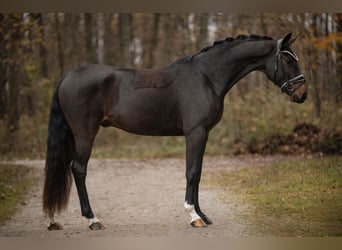 Oldenburger, Wallach, 3 Jahre, 166 cm, Dunkelbrauner