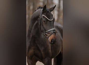 Oldenburger, Wallach, 3 Jahre, 166 cm, Dunkelbrauner