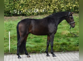 Oldenburger, Wallach, 3 Jahre, 166 cm, Dunkelbrauner