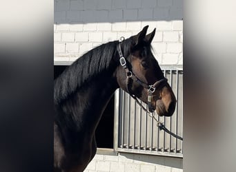 Oldenburger, Wallach, 3 Jahre, 166 cm, Dunkelbrauner