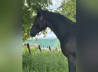 Oldenburger, Wallach, 3 Jahre, 166 cm, Dunkelbrauner