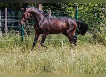 Oldenburger, Wallach, 3 Jahre, 166 cm, Dunkelbrauner