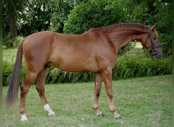 Oldenburger, Wallach, 3 Jahre, 166 cm, Fuchs