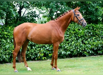 Oldenburger, Wallach, 3 Jahre, 166 cm, Fuchs