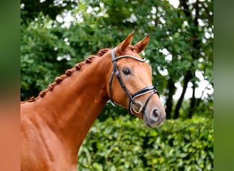 Oldenburger, Wallach, 3 Jahre, 166 cm, Fuchs