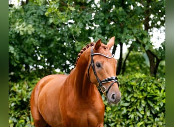 Oldenburger, Wallach, 3 Jahre, 166 cm, Fuchs