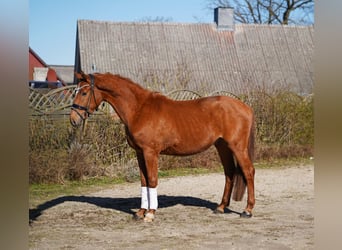 Oldenburger, Wallach, 3 Jahre, 166 cm, Fuchs
