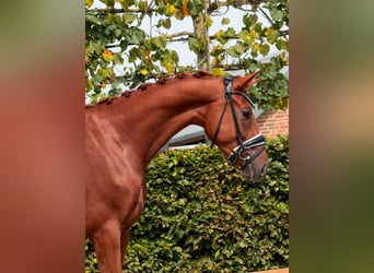 Oldenburger, Wallach, 3 Jahre, 166 cm, Fuchs