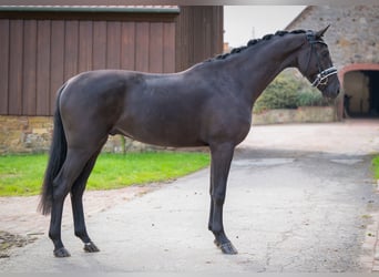 Oldenburger, Wallach, 3 Jahre, 166 cm, Rappe