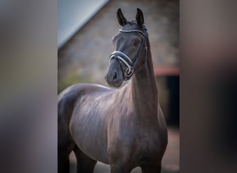 Oldenburger, Wallach, 3 Jahre, 166 cm, Rappe