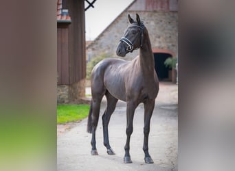 Oldenburger, Wallach, 3 Jahre, 166 cm, Rappe