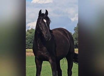 Oldenburger, Wallach, 3 Jahre, 166 cm, Rappe