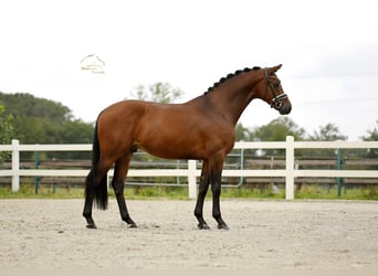Oldenburger, Wallach, 3 Jahre, 167 cm, Brauner